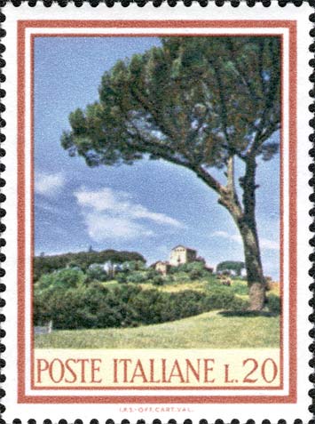 Pino sul colle Palatino