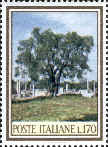 Olivo a villa Adriana