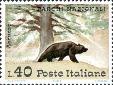 Parchi nazionali - Orso bruno e faggio nel parco d´Abruzzo