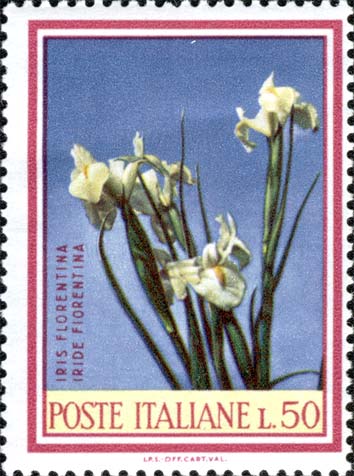 Iris