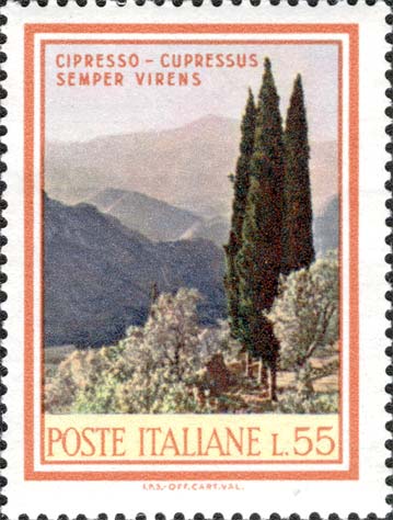 Cipressi