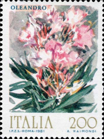 Fiori - Oleandro