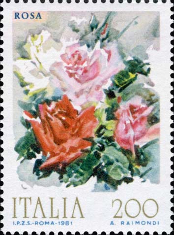 Fiori - Rosa