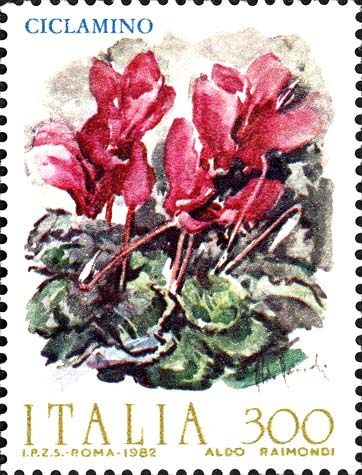 Fiori - Ciclamini