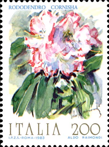 Fiori - Rododendro cornisha