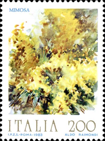 Fiori - Mimosa