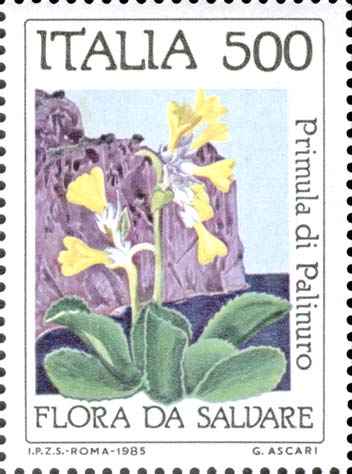Flora e fauna da salvare - Primula di Palinuro