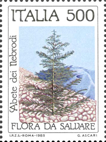 Flora e fauna da salvare - Abete dei Nebrodi