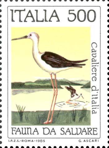 Flora e fauna da salvare - Cavaliere d´Italia