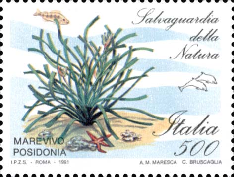 Salvaguardia della natura - Marevivo Posidonia