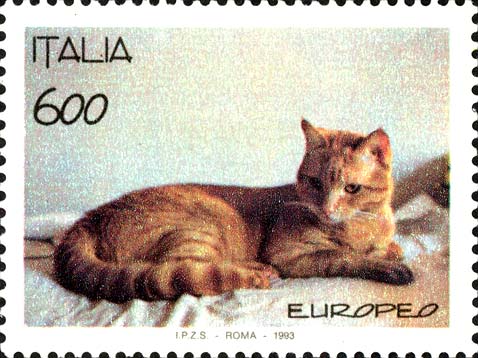 Gatti - Razza europea