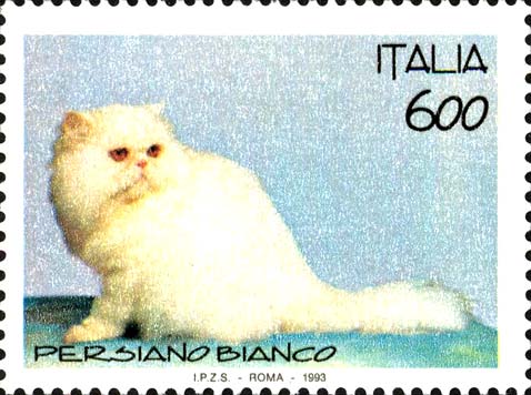 Gatti - Persiano bianco