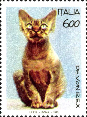 Gatti - Razza devon rex