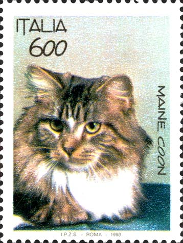 Gatti - Razza Maine Coon