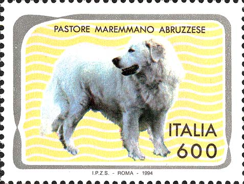 Cani - Pastore maremmano abruzzese