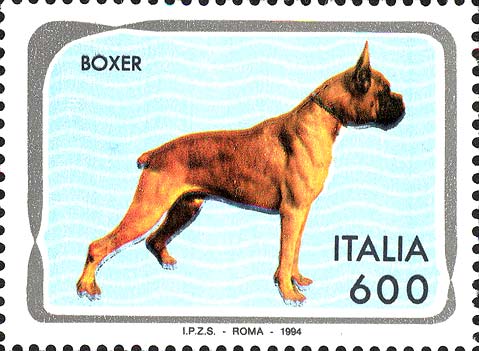 Cani - Boxer