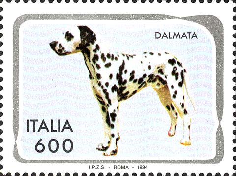 Cani - Dalmata