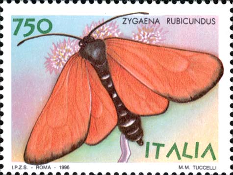 Farfalle