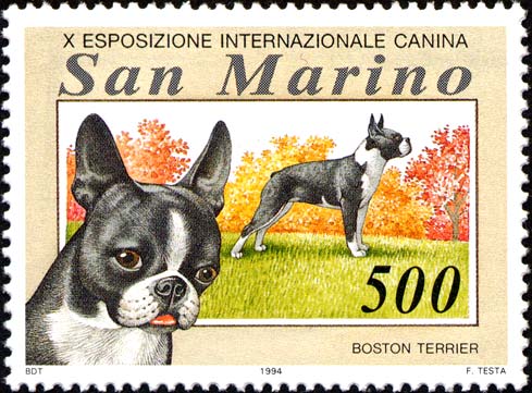 Esposizione internazionale canina - Boston terrier