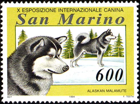 Esposizione internazionale canina - Alaskan malamute