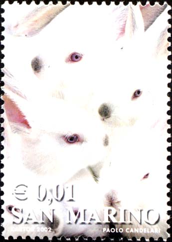 I colori della vita - Conigli (bianco)