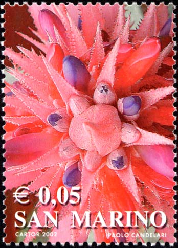 I colori della vita - Pianta grassa (rosso)