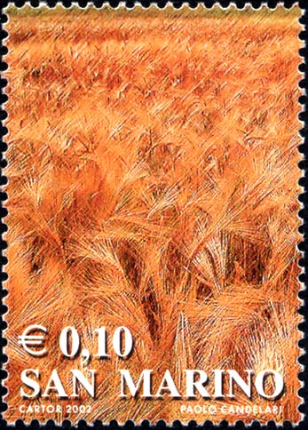 I colori della vita - Campo di orzo (giallo)