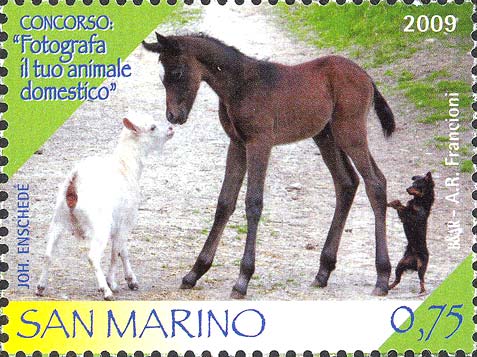 Concorso: fotografa il tuo animale domestico