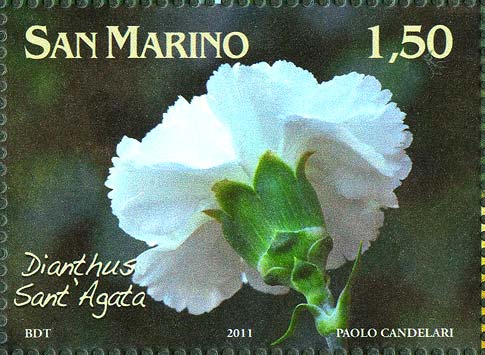 Fiori dedicati a San Marino