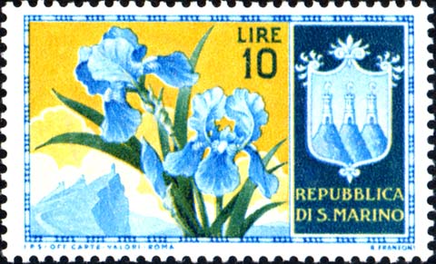 Blumen - Iris