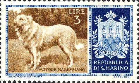 Reinrassige Hunde - Maremma - Schäferhund