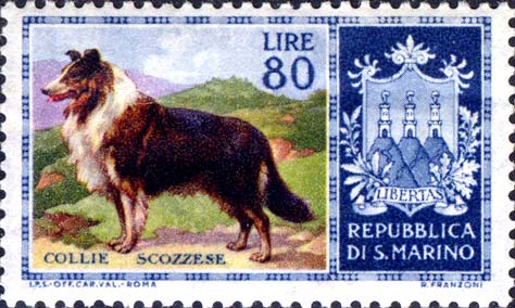 Reinrassige Hunde - Schottischer Collie