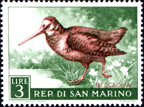 Geflügelfauna - Waldschnepfe