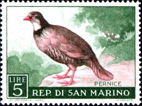 Geflügelfauna - Rebhuhn