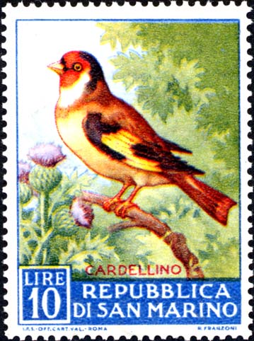 Geflügelfauna - Stieglitz