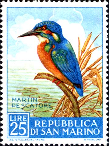 Geflügelfauna - Eisvogel