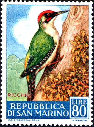 Geflügelfauna - Specht