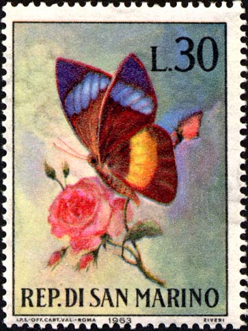 Schmetterlinge - Nessaea Obrinus