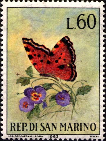 Schmetterlinge - Aglais Urticae