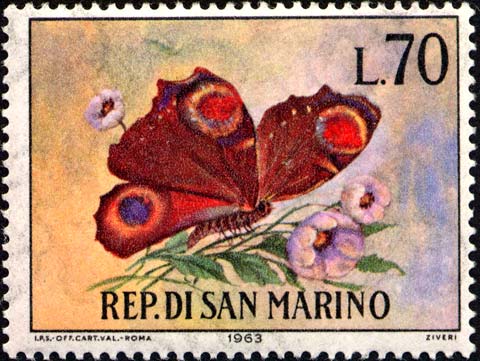 Schmetterlinge - Nymphalis