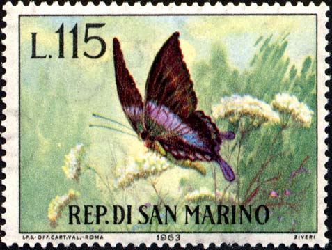 Schmetterlinge - Papilio Blumei