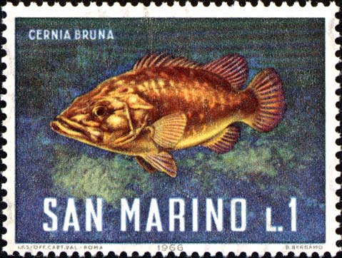 Meeresfauna - Brauner Zackenbarsch