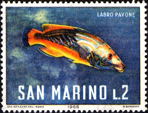 Meeresfauna - Pfauenlippfisch