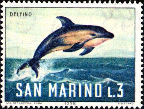 Meeresfauna - Delphin