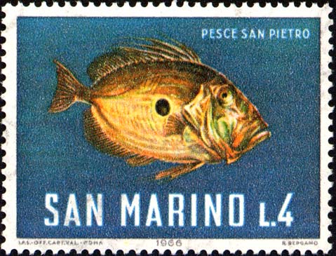 Meeresfauna - Petersfisch