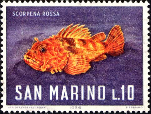 Meeresfauna - Roter Drachenkopf