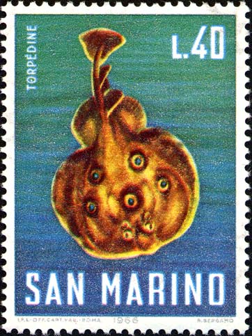 Meeresfauna - Torpedo