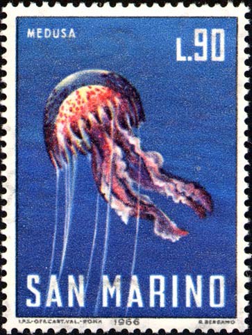 Meeresfauna - Qualle