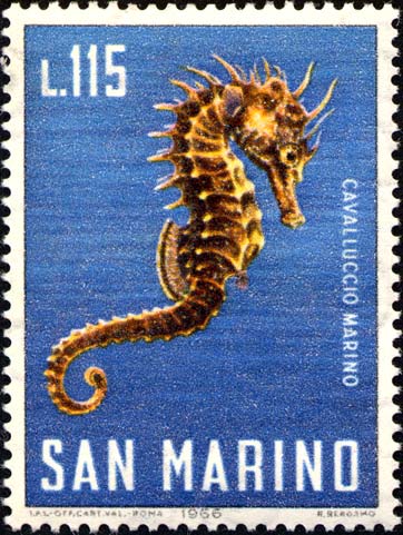 Meeresfauna - Seepferdchen