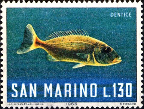 Meeresfauna - Schnapper